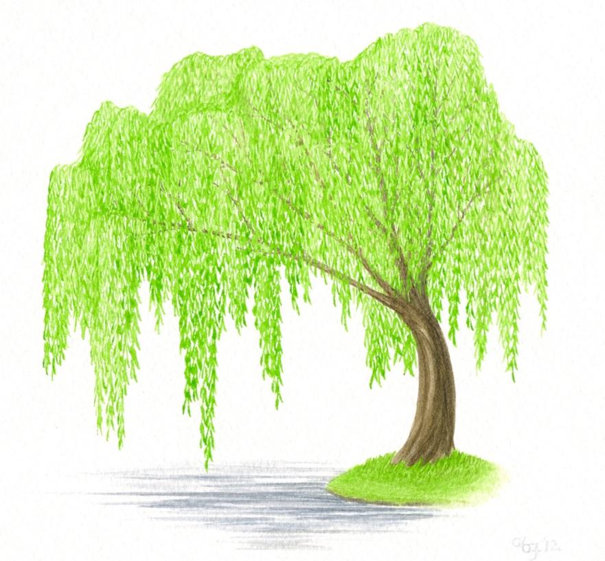1107272039-weeping-willow-tree-original